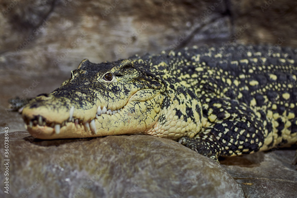 Obraz premium A portrait of a Crocodile acute-pointed with sharp teeth awaits a victim