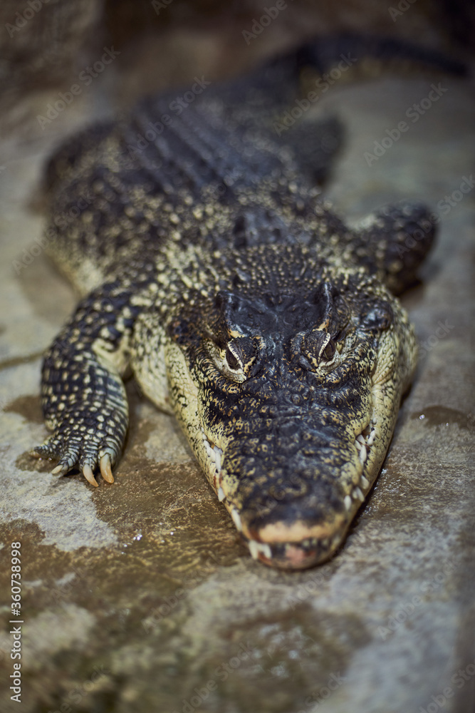 Obraz premium A portrait of a Crocodile acute-pointed with sharp teeth awaits a victim