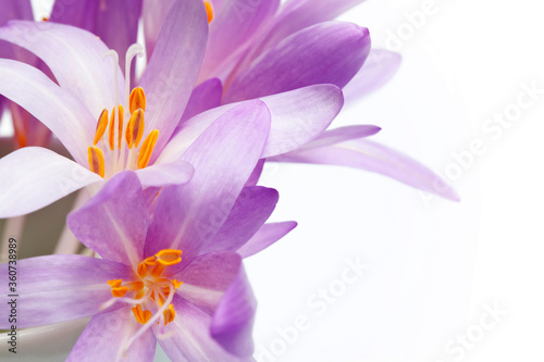 Blooming purple crocus flowers in a soft focus on a sunny spring day