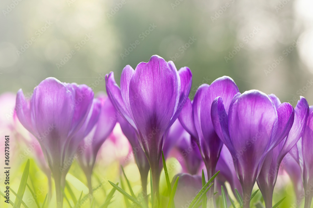 Blooming purple crocus flowers in a soft focus on a sunny spring day