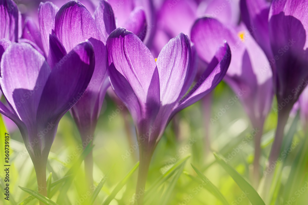 Blooming purple crocus flowers in a soft focus on a sunny spring day Blooming purple crocus flowers in a soft focus on a sunny spring day