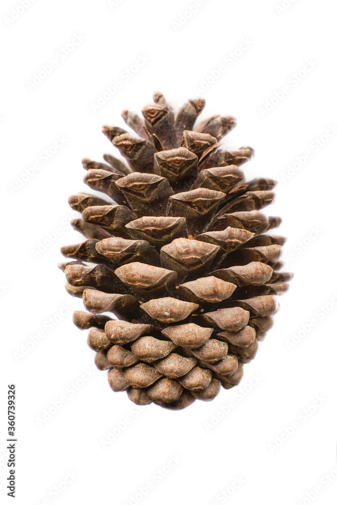 Monterey Pine cone isolated on white background Monterey Pine cone isolated on white background