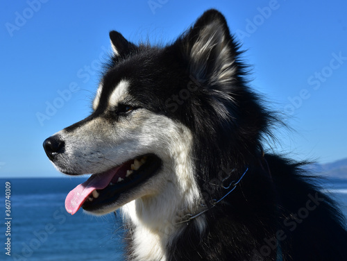 Profile of a Sled Dog Sitting By the Ocean photo