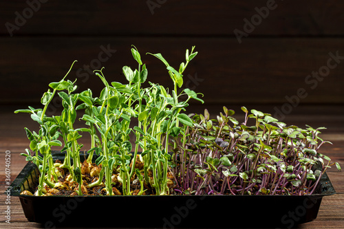 Mixed Microgreens in box on wooden table background.