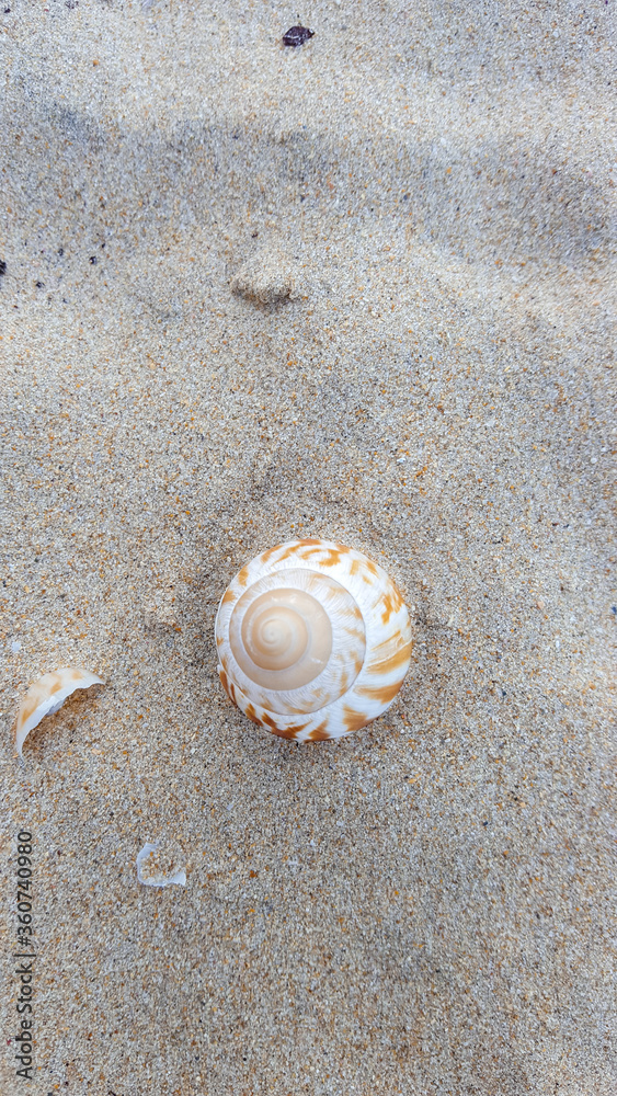 seashell on the beach. Winterstrand, East London, Eastern Cape, South Africa. seashell on the beach. Winterstrand, East London, Eastern Cape, South Africa.