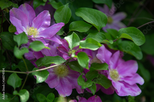 pink clematis flowers with green leaves on a vine