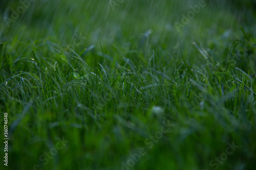 young green grass with water drops on the lawn in the rain