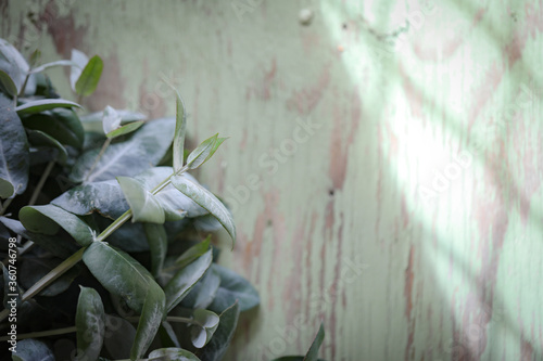 Flat lay image of Tasmanian Blue Gum leaves on green painted background with copy space photo