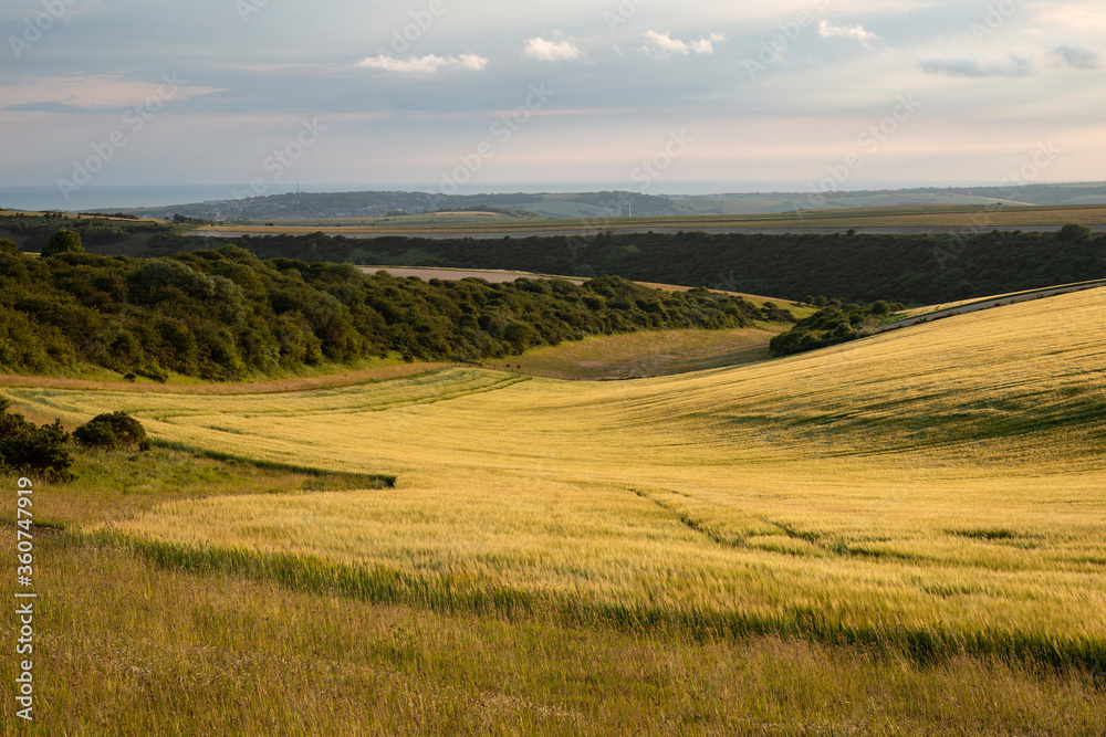 Beautiful lnadsape image of field of barley crop at sunset in English countryside with dramatic sky Beautiful lnadsape image of field of barley crop at sunset in English countryside with dramatic sky