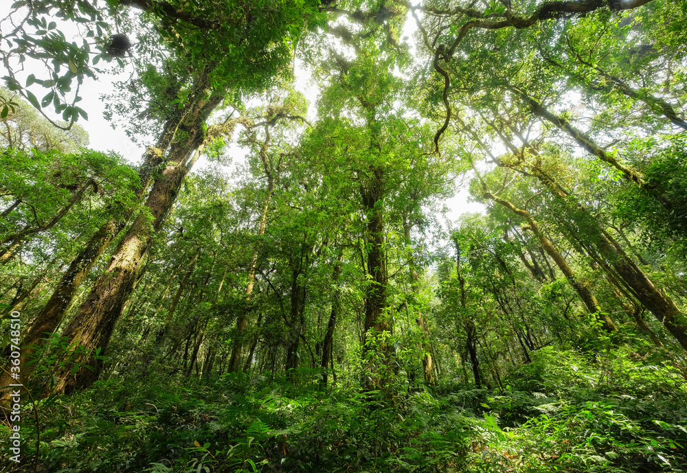 top view picture of green forest with many big trees. top view picture of green forest with many big trees.