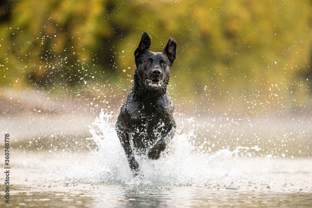 black dog running in water