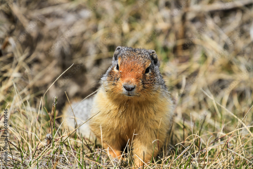 prairie dog in the grass prairie dog in the grass