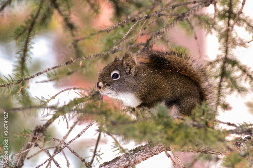 squirrel on a tree looking to the side