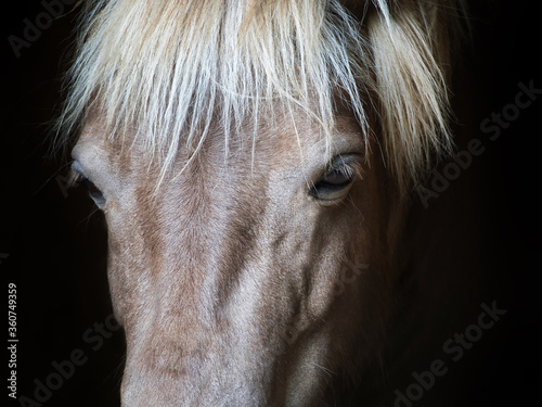 Closeup Horse closeup eyes portrait animal