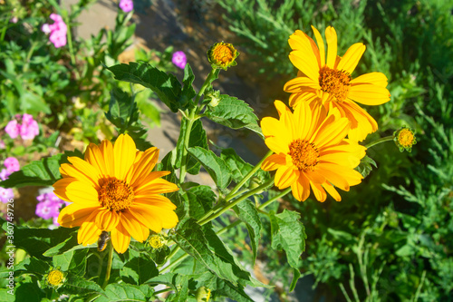 Beautiful yellow Heliopsis flowers. Summer mood in the garden.