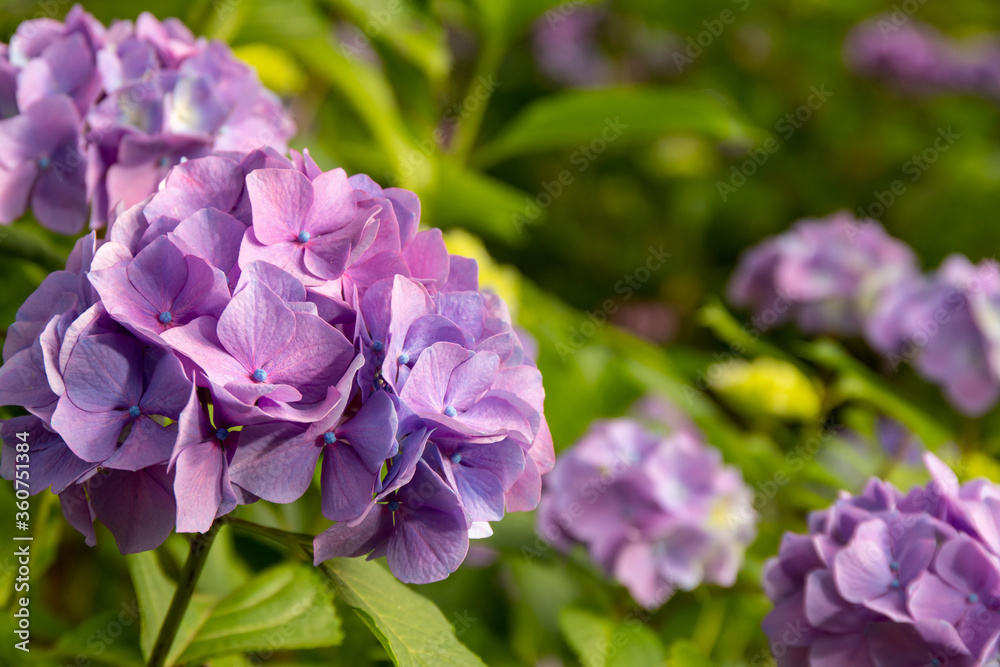 Pink Hydrangea flower blooming in spring and summer in a garden. Beautiful bush of hortensia flowers Pink Hydrangea flower blooming in spring and summer in a garden. Beautiful bush of hortensia flowers