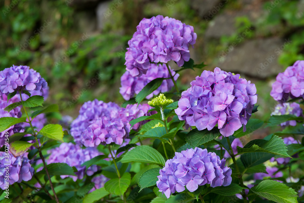 Purple Hydrangea flower blooming in spring and summer in a garden. Beautiful bush of hortensia flowers Purple Hydrangea flower blooming in spring and summer in a garden. Beautiful bush of hortensia flowers