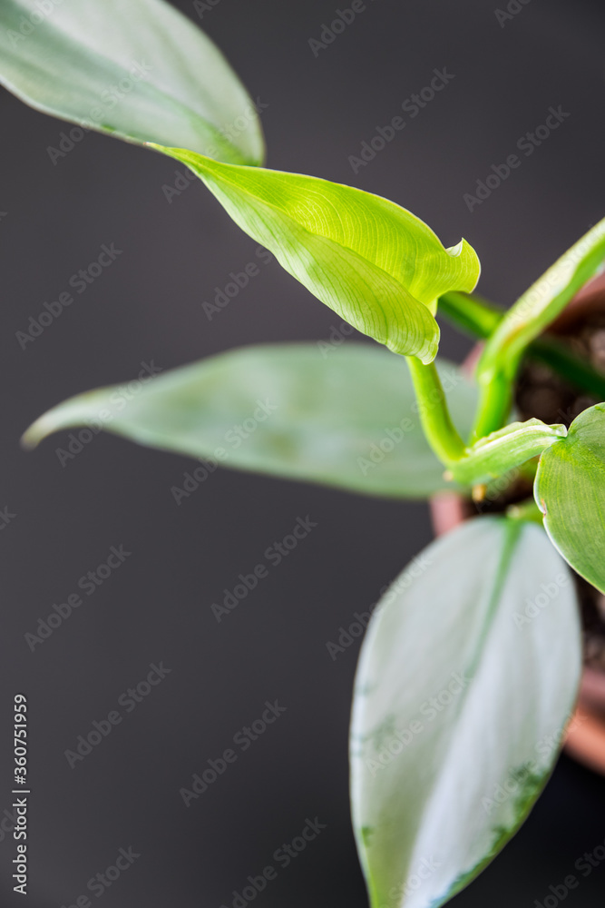 Philodendron hastatum foliage. Top-down view of a new leaf unfurling on philodendron hastatum, aka philodendron Philodendron hastatum foliage. Top-down view of a new leaf unfurling on philodendron hastatum, aka philodendron