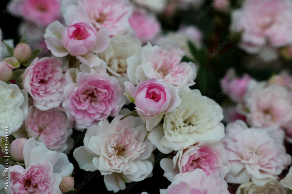 ピンクの薔薇マチルダ ピンクの薔薇マチルダ
