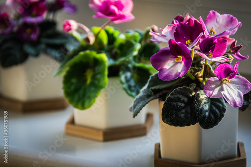 African violets  Streptocarpus sect. Saintpaulia  with pink and purple flowers in decorative pots on a sunny windowsill.