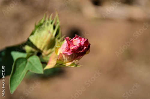 Flor da Gossypium fechada no campo