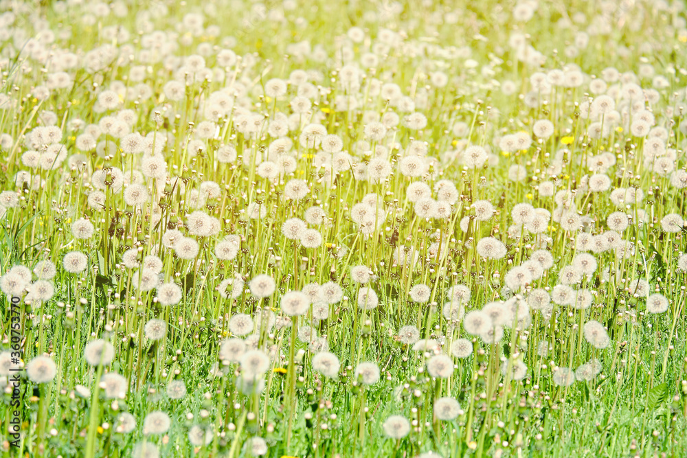 Field of numerous dandelions in the summer. Toned Field of numerous dandelions in the summer. Toned