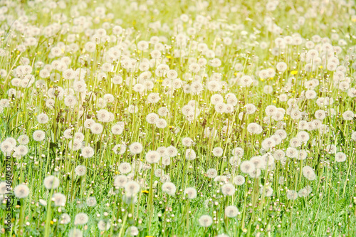 Field of numerous dandelions in the summer. Toned