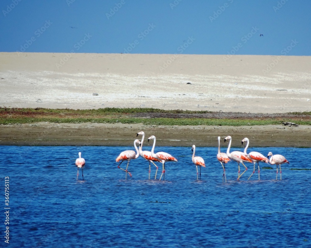 Fototapeta Chilean Flamingo (Phoenicopterus chilensis) at Lagoon Ñapique near Sechura (Piura, Peru)