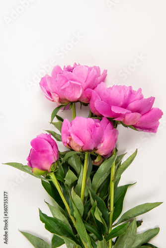 Bunch of pink peonies on white background © Konstantin