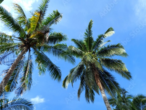 Coconut palm tree foliage under sky. Vintage background. Retro toned poster.