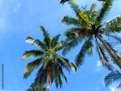 Wallpaper Mural Coconut palm tree foliage under sky. Vintage background. Retro toned poster. Torontodigital.ca
