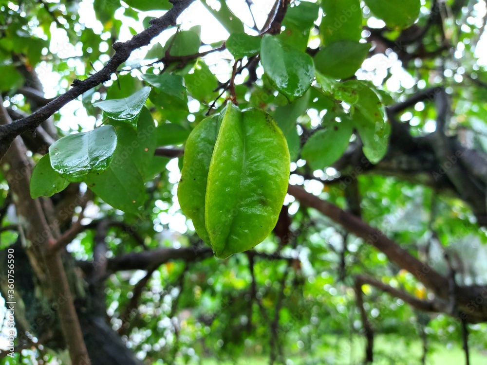 Green star fruit on the tree. Averrhoa carambola, Star apple Green star fruit on the tree. Averrhoa carambola, Star apple