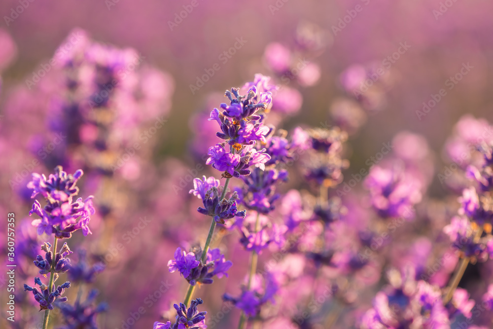 Obraz premium Blooming lavender in the sunset close-up. Beautiful lavender flower field. Lavandula angustifolia, blooming violet fragrant lavender flowers. Perfume ingredient, honey plant with copy space.