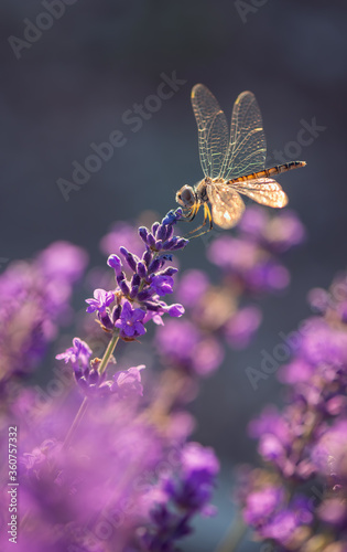 Blooming lavender with dragonfly black pennant in golden sunset light. Lavandula angustifolia, blooming violet fragrant lavender flowers. Perfume ingredient, honey plant, copy space. Vertical shoot.