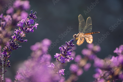 Blooming lavender with dragonfly black pennant in golden sunset light. Lavandula angustifolia, blooming violet fragrant lavender flowers. Perfume ingredient, honey plant with copy space.