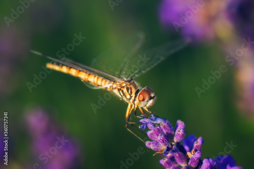 Blooming lavender with dragonfly black pennant in golden sunset light. Lavandula angustifolia, blooming violet fragrant lavender flowers. Perfume ingredient, honey plant with copy space.