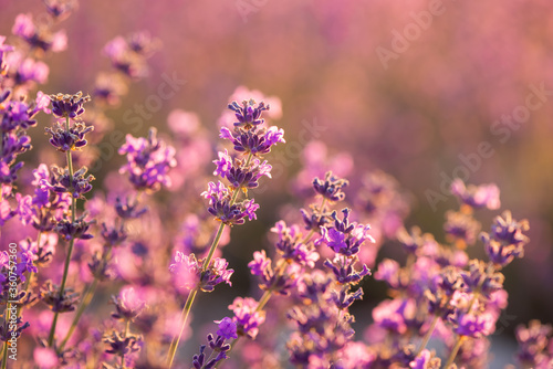 Blooming lavender in the sunset close-up. Beautiful lavender flower field. Lavandula angustifolia, blooming violet fragrant lavender flowers. Perfume ingredient, honey plant with copy space. 