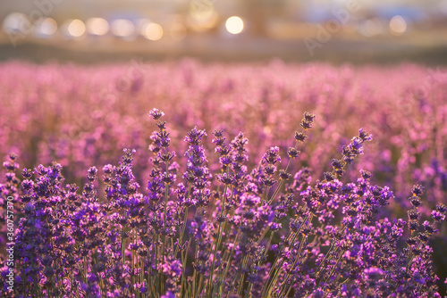 Blooming lavender field with round shiny bokeh on background. Growing lavender in the soft sunset light, blooming violet fragrant lavender flowers. Perfume ingredient, honey plant with copy space.