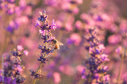 Blooming lavender in the sunset with honey bee. Beautiful lavender flower field. Lavandula angustifolia, blooming violet fragrant lavender flowers. Perfume ingredient, honey plant with copy space. 