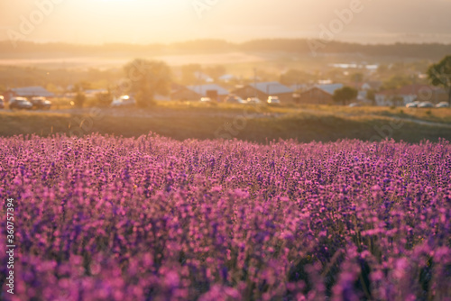 Blooming lavender field with village houses in the background. Growing lavender in the soft sunset light, blooming violet fragrant lavender flowers. Perfume ingredient, honey plant with copy space.