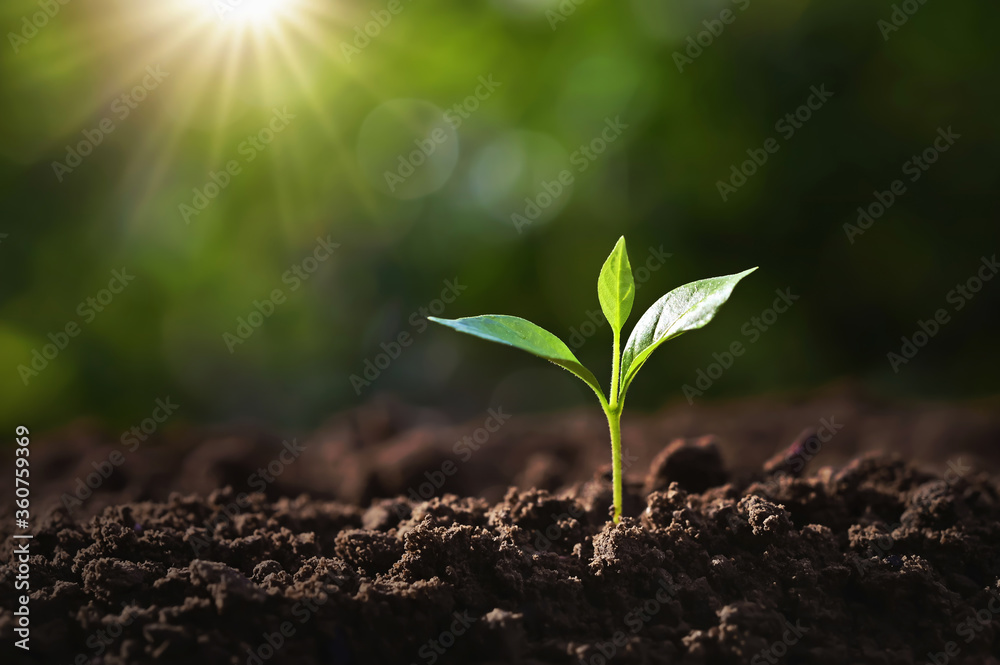 small tree growing on soil in garden with sunshine. eco small tree growing on soil in garden with sunshine. eco