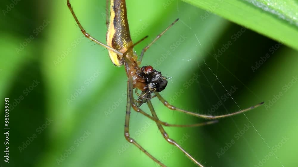 Shadow Stretch-spider, long-jawed orb weaver eats prey on a web. His Latin name is Tetragnatha montana.