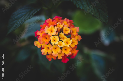 Colorful ball of small orange-red flowers on a background of dark greenery © Monktwins