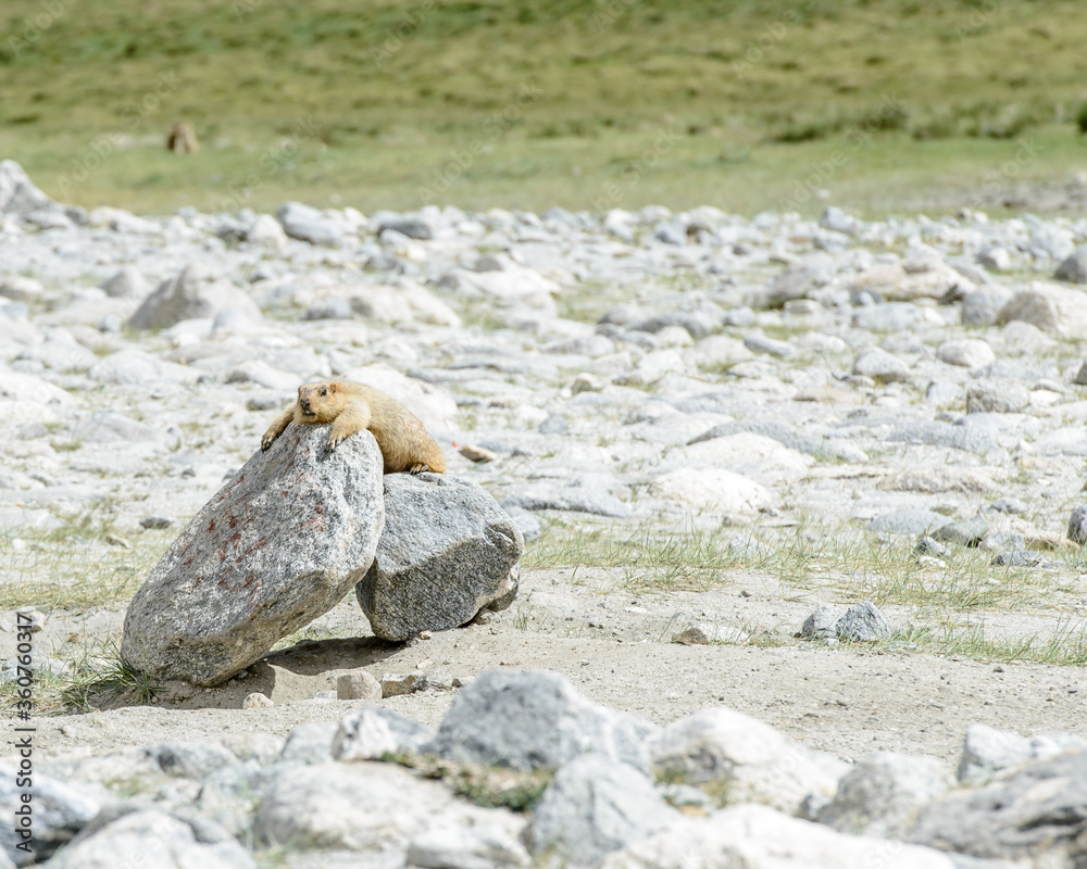 Marmot laying on a rock in the Himalaya mountains. Marmot laying on a rock in the Himalaya mountains.