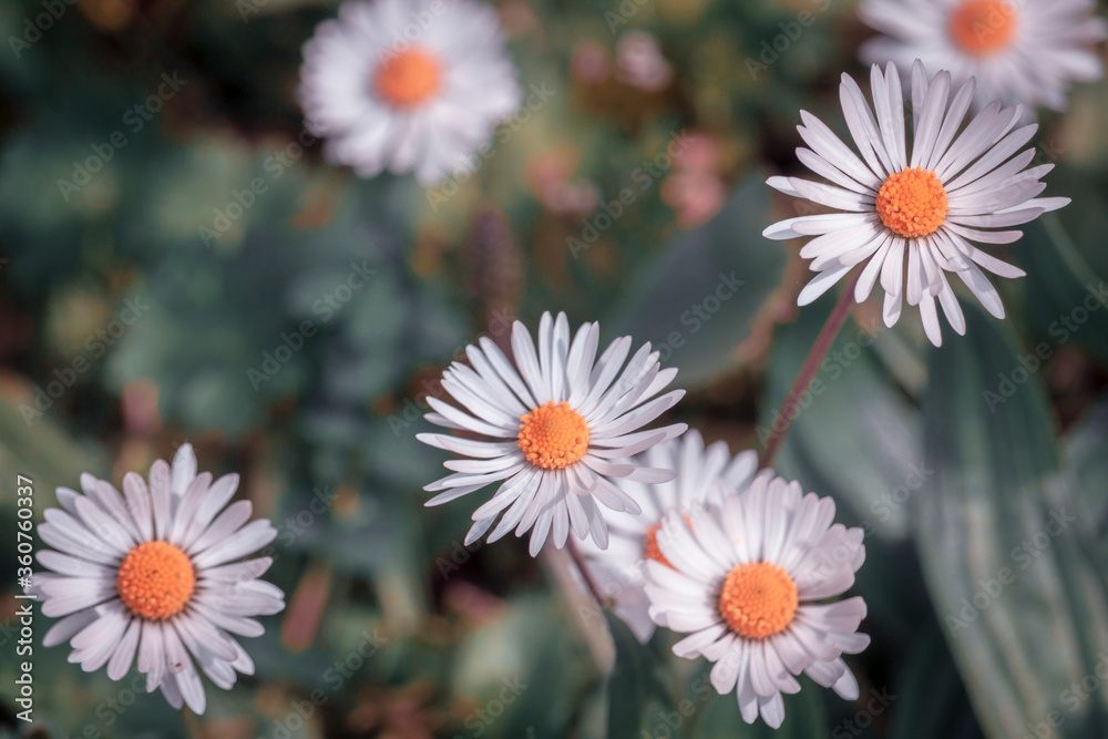 Fototapeta premium Few fresh daisies on a green meadow