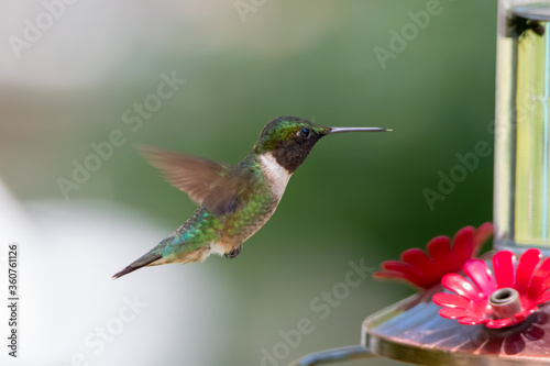 Side View Close-up of a Male Ruby-throated Hummingbird with Wings Backward Near Feeder