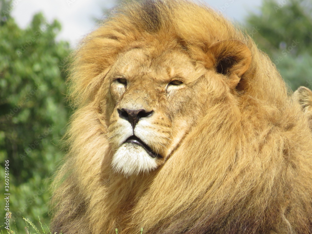 portrait of a lion