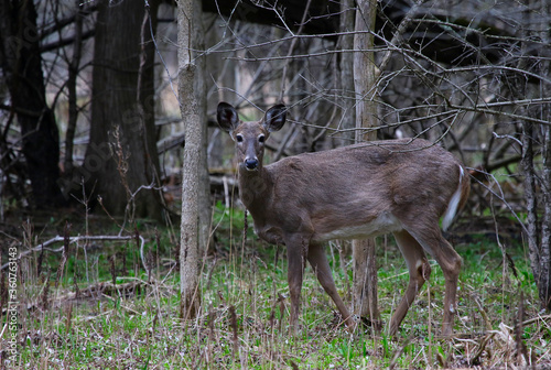 A White-tailed Deer ((Odocoileus virginianus) starring at the camera.  Shot in Waterloo, Ontario, Canada. photo