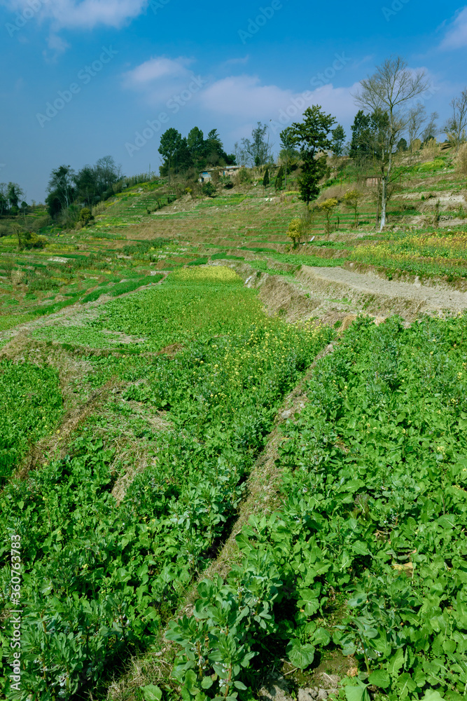 Plantation of vegetables in the village of Nepal