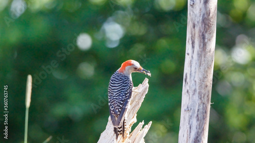 Red-Bellied Woodpecker on broken log photo